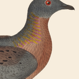 Passenger Pigeon Print