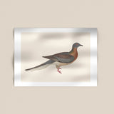 Passenger Pigeon Print